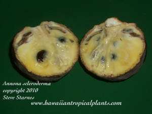 Annona scleroderma fruit. Common Name: posh-te